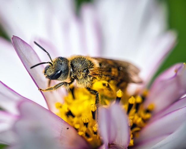 Ripresa a macroistruzione di un'ape su un fiore all'aperto durante la luce del giorno