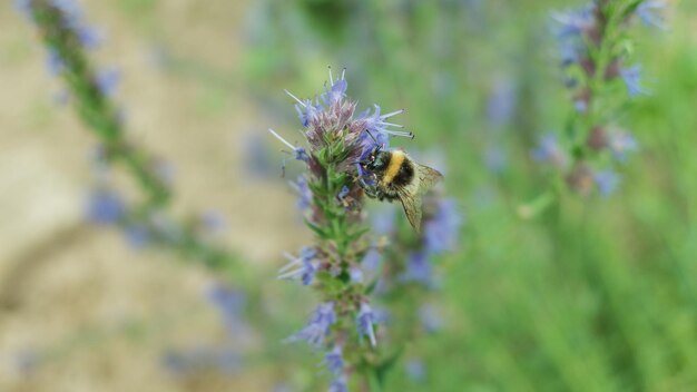 Ripresa a macroistruzione di un calabrone su un fiore viola all'aperto