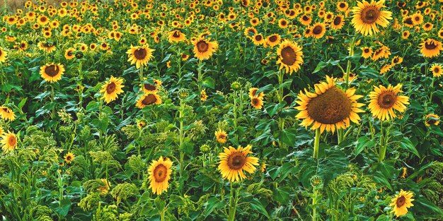 Ripresa a tutto campo di un bellissimo campo di girasoli