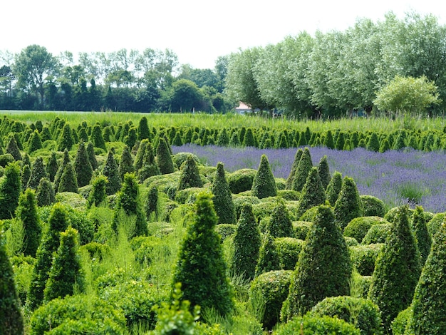 Ripresa a tutto campo di un campo di piante di thuja con diversi alberi verdi, cielo limpido bianco sullo sfondo