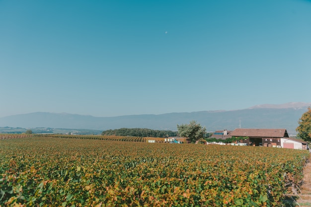 Ripresa a tutto campo di un campo tranquillo con una casa e un cielo blu chiaro in Svizzera