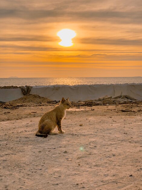 Ripresa a tutto campo di un gatto seduto per terra in riva al mare e al tramonto