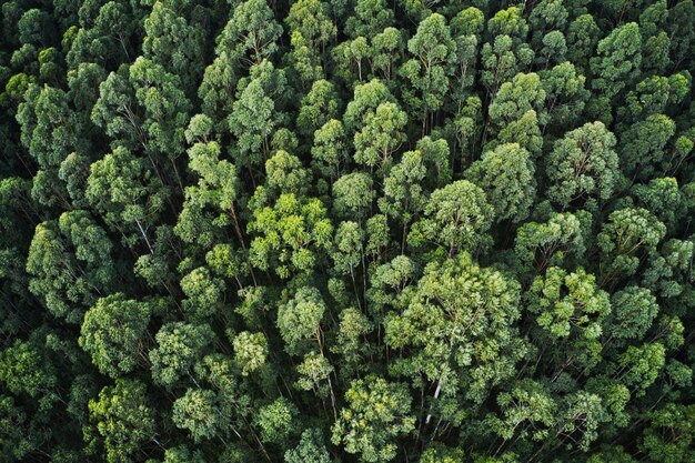 Ripresa aerea aerea di una fitta foresta con bellissimi alberi e vegetazione