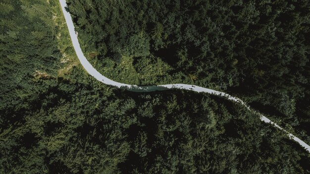 Ripresa aerea dall'alto di una lunga strada che conduce attraverso fitti alberi verdi