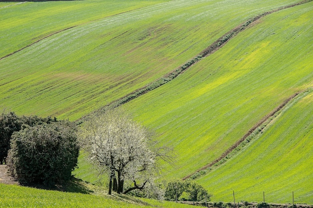 Ripresa aerea degli alberi su un bellissimo campo coperto di erba sotto la luce del sole