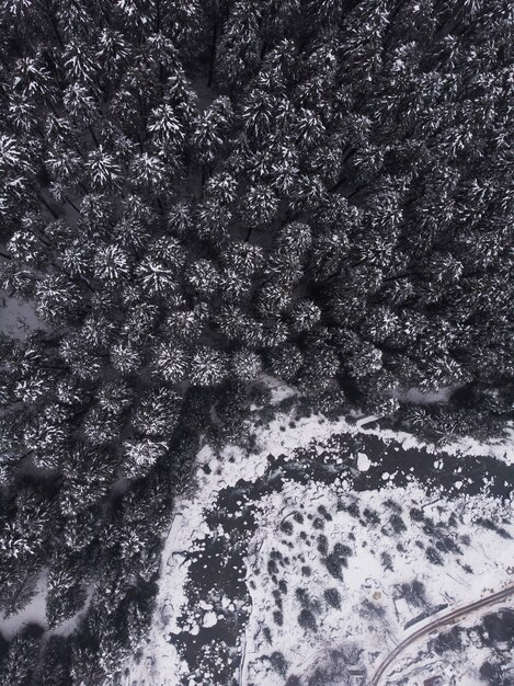 Ripresa aerea dei bellissimi pini innevati nella foresta