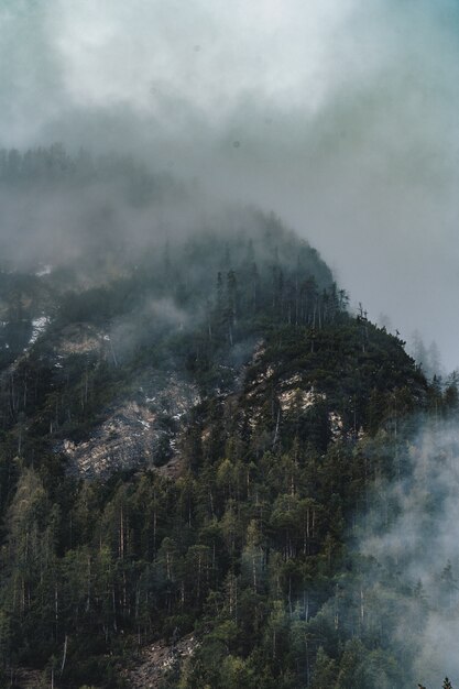 Ripresa aerea della bellissima foresta nebbiosa scura