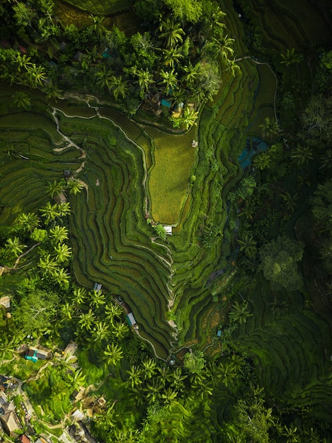 Ripresa aerea delle colline di riso circondate da verdi e alberi