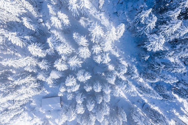 Ripresa aerea di alberi coperti di neve durante una giornata di sole