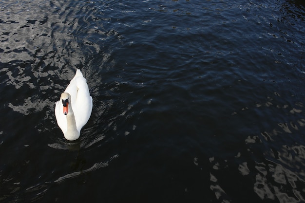 Ripresa aerea di un bellissimo cigno che nuota pacificamente sul lago calmo
