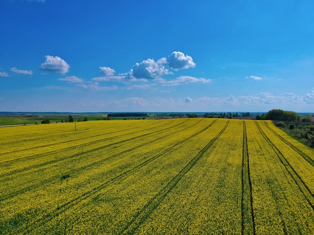 Ripresa aerea di un campo giallo di giorno