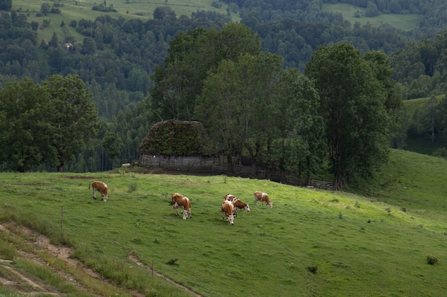 Ripresa aerea di un incredibile terreno coltivabile nelle montagne Apuseni in Transilvania, Romania