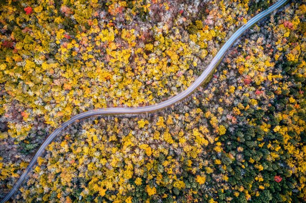 Ripresa aerea di un lungo sentiero che conduce attraverso alberi autunnali gialli