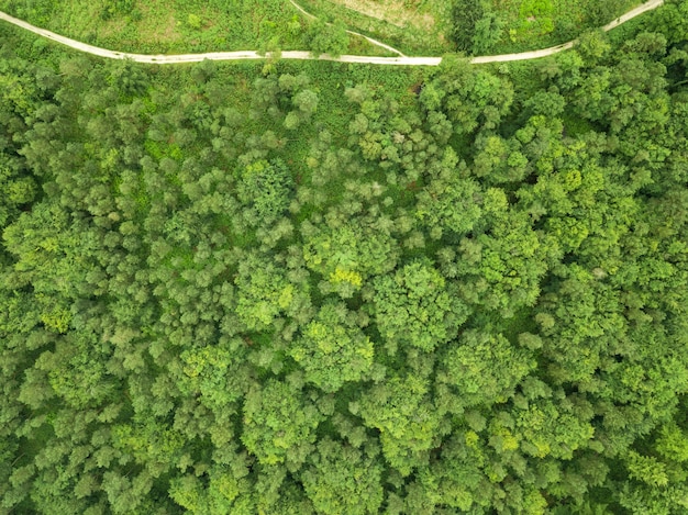 Ripresa aerea di una bellissima foresta con molti alberi vicino a Hardy's Monument, Dorset, Regno Unito