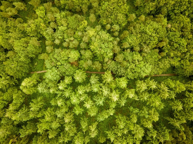 Ripresa aerea di una bellissima foresta con molti alberi vicino a Hardy's Monument, Dorset, Regno Unito