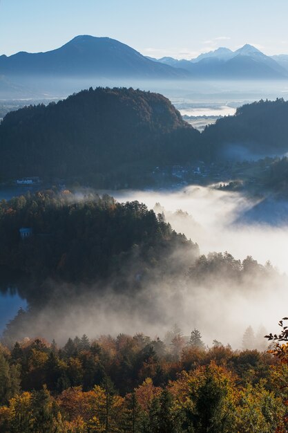 Ripresa aerea di una bellissima foresta di alberi coperti di nebbia in Bled, Slovenia