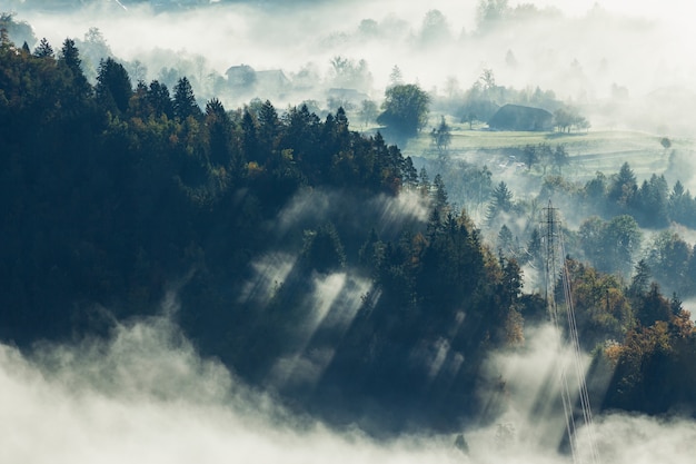 Ripresa aerea di una bellissima foresta di alberi coperti di nebbia in Bled, Slovenia