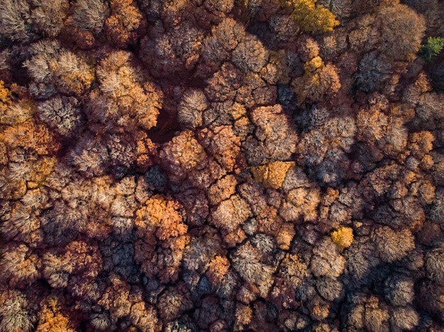 Ripresa aerea di una foresta con alberi a foglia marrone di giorno, ottimo per lo sfondo o un blog