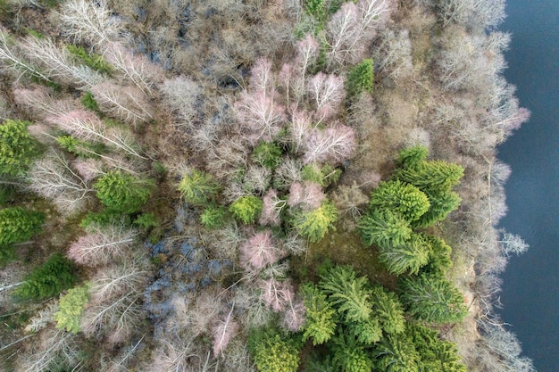 Ripresa aerea di una foresta coperta di alberi spogli e pini alla luce del giorno