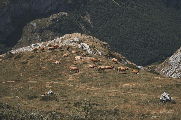 Ripresa aerea di una mandria di mucche al pascolo sulle colline erbose in un parco naturale a Somiedo, Spagna