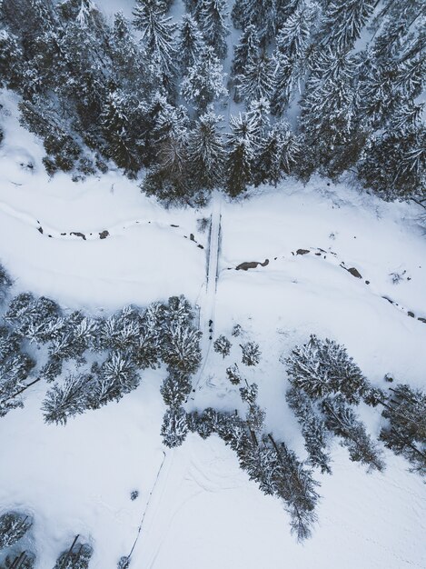 Ripresa aerea di una strada circondata da alberi di pino con un cielo blu in inverno