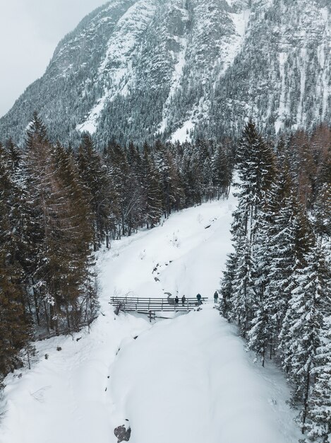 Ripresa aerea di una strada circondata da alberi di pino e una parte di una grande montagna in inverno