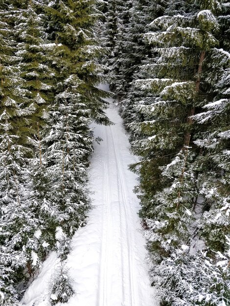 Ripresa aerea di una strada con tracce di pneumatici circondata da alberi di pino in inverno