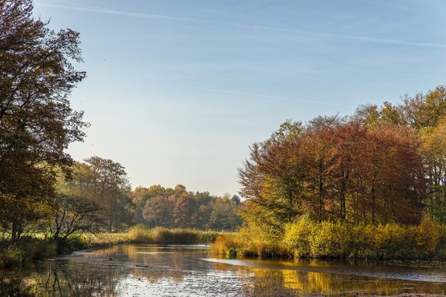 Ripresa grandangolare di un cielo blu chiaro e di un bellissimo parco pieno di alberi ed erba in una giornata luminosa