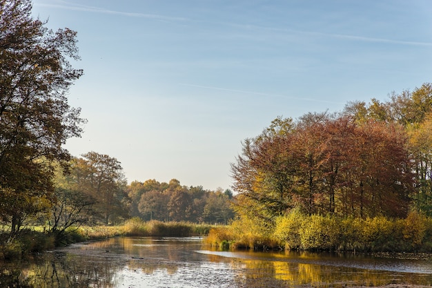 Ripresa grandangolare di un cielo blu chiaro e di un bellissimo parco pieno di alberi ed erba in una giornata luminosa