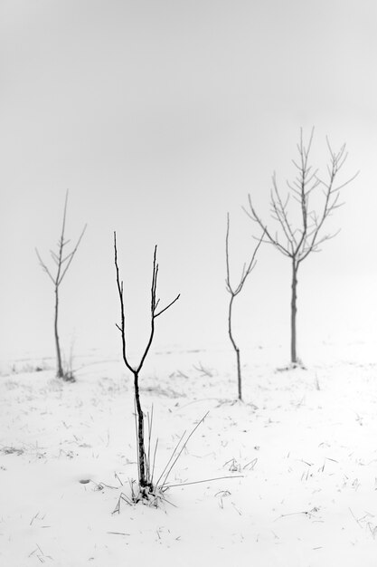 Ripresa in scala di grigi di alberi spogli in una zona nevosa con uno sfondo nebbioso