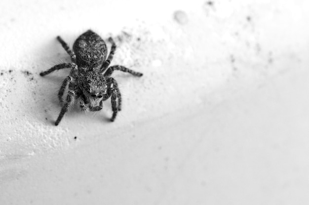 Ripresa in scala di grigi di un piccolo dendryphantes su un muro sotto le luci