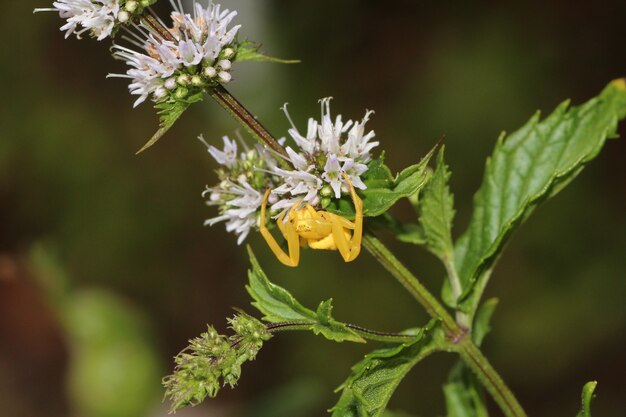 Ripresa macro del primo piano di un minuscolo ragno giallo che striscia su un fiore