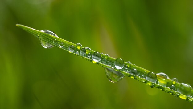 Ripresa macro di goccioline d'acqua sulla foglia di una pianta verde. Perfetto per la carta da parati