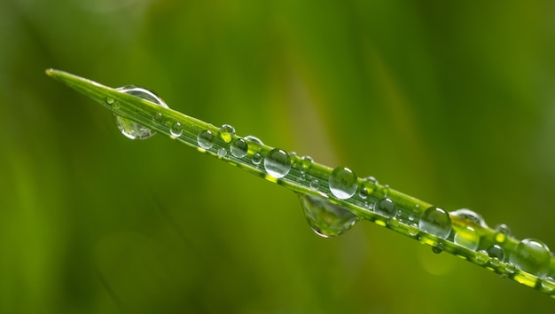 Ripresa macro di goccioline d'acqua sulla foglia di una pianta verde. Perfetto per la carta da parati