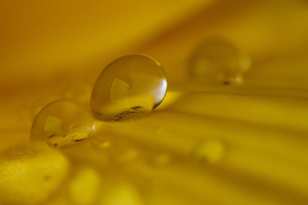 Ripresa macro di goccioline d'acqua sulla superficie giallo senape