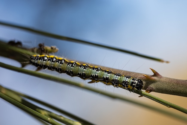 Ripresa macro di un bruco su uno stelo