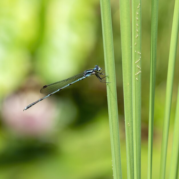 Ripresa macro di un contagio seduto su una foglia