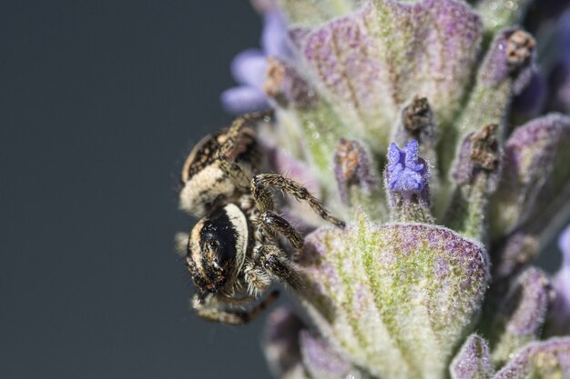 Ripresa macro di un ragno che salta su una lavanda