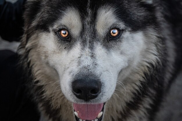 Ripresa macro di un volto di cane eschimese canadese guardando dritto