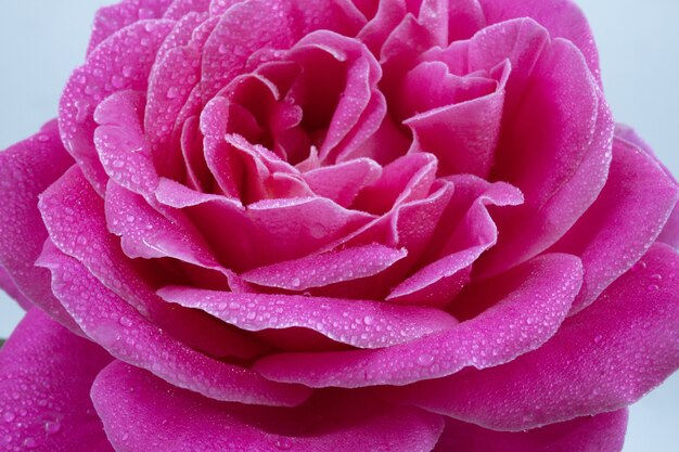 Ripresa macro di una bella rosa rosa con gocce d'acqua