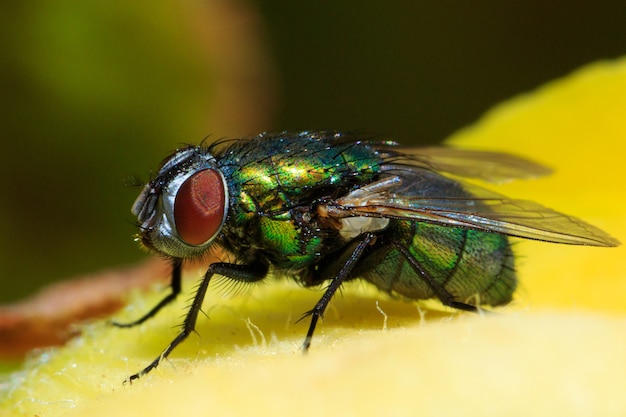 Ripresa macro di una bottiglia verde comune che vola su una foglia sotto la luce del sole