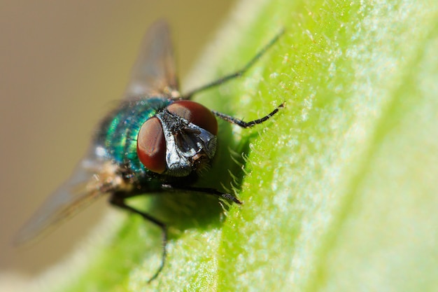 Ripresa macro di una bottiglia verde comune che vola su una foglia sotto la luce del sole