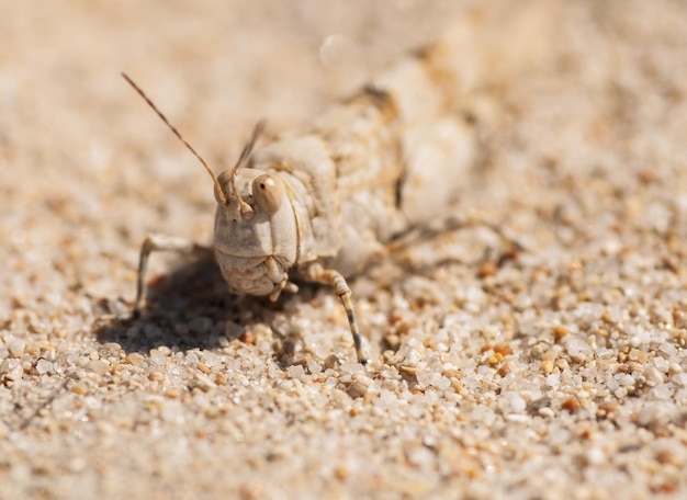 Ripresa macro di una cavalletta sulla sabbia