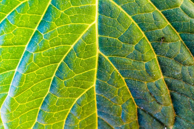 Ripresa macro di una foglia verde con le vene e la nervatura centrale visibili e un piccolo insetto su di esso