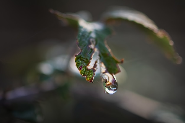 Ripresa macro di una goccia d'acqua sospesa da una pianta selvatica. Fotografia macro.