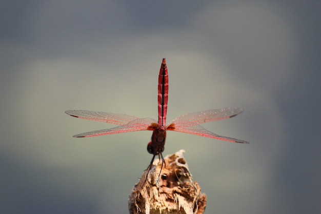 Ripresa macro di una libellula rossa su una vecchia struttura ad albero