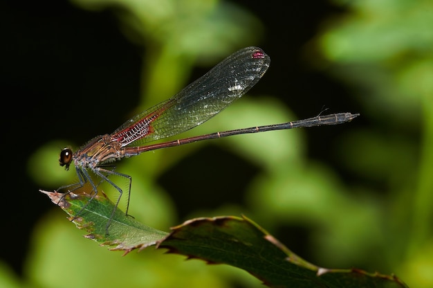 Ripresa macro di una libellula su una pianta verde con uno sfondo sfocato