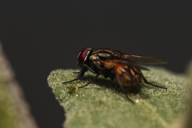 Ripresa macro di una mosca su una foglia verde