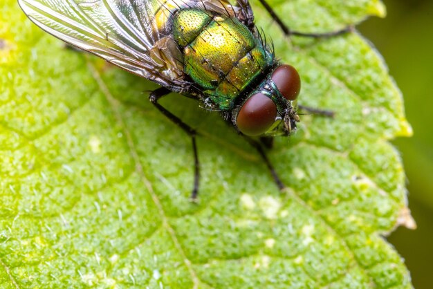 Ripresa macro di una mosca su una foglia verde