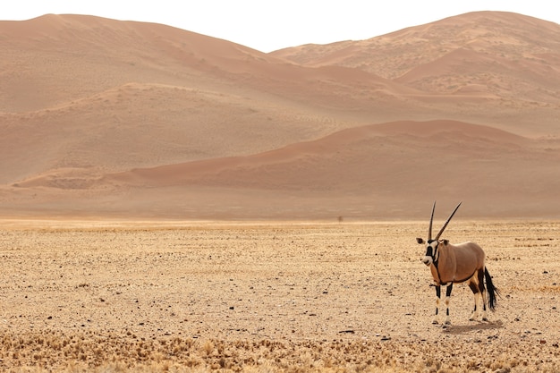 Ripresa panoramica di un gemsbok in piedi su una nuda pianura con colline